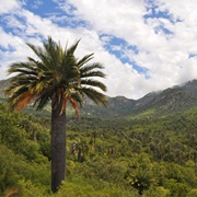 La Campana-Peñuelas Biosphere Reserve, Chile