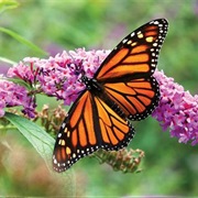 Raise Monarch Butterflies