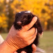 Held a Skunk