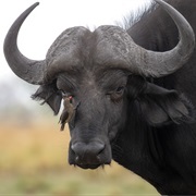Chobe National Park, Botswana