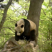 Baishuijiang Biosphere Reserve, Gansu, China
