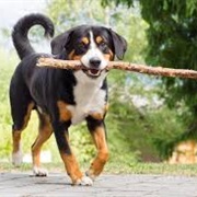 Entlebucher Mountain Dog