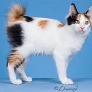 Japanese Bobtail Cat