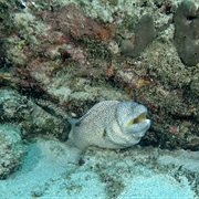 Snake Reef, Mauritius