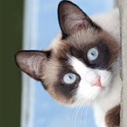 Snowshoe Cat