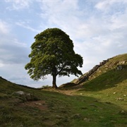 Sycamore Gap (Permanently Closed)