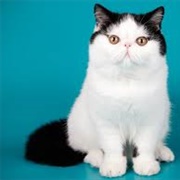 Exotic Shorthair Cat