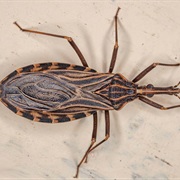Kissing Bug Scare of 1899