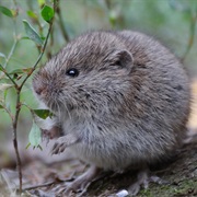 Vole