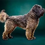 Bouvier Des Flandres