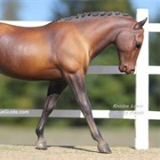 Cantering Welsh Pony