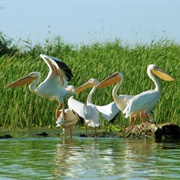 Danube Delta Biosphere Reserve, Romania & Ukraine