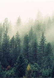 Godsong (Max Franciscovich)