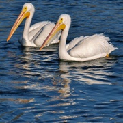 Sepulveda Basin Wildlife Reserve