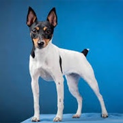 Toy Fox Terrier
