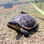 Tequesta Diamondback Terrapin (