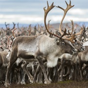 Vindelälven Juhttátahkka Biosphere Reserve, Sweden