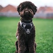 Lagotto Romagnolo