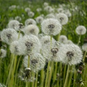 Dandelion Fluff (Poem; ME!!!!!! :D)