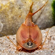 Triops (Tadpole Shrimp)