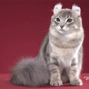 American Curl Cat