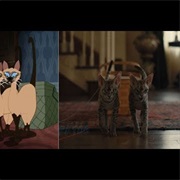 The Siamese Cats Are Not Females Anymore Are Males