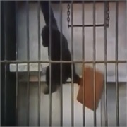 American Tourister: "Gorilla"