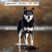 Lapponian Herder Dog