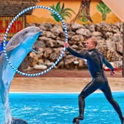 Dolphine and Animal Shows in Zoo's