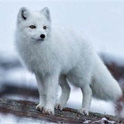 See an Arctic Fox in the Wild