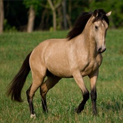 Buckskin
