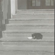 Is It Too Much to Ask