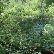 Hewes Brook Wetland Along the Appalachian Trail