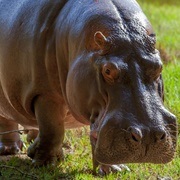 H Is for Hippopotamus