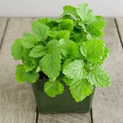Lemon Balm Plant