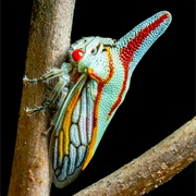Oak Treehopper