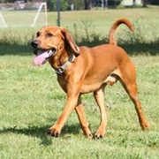 Redbone Coonhound