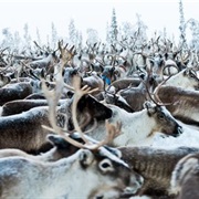 Learn About Reindeer Herding