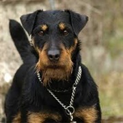 Jagdterrier Dog