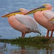 Chernomorskiy (Black Sea) Biosphere Reserve, Ukraine