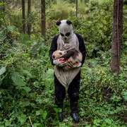 Pandas Gone Wild (Ami Vitale)