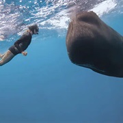 Swim With Sperm Whales in Dominica