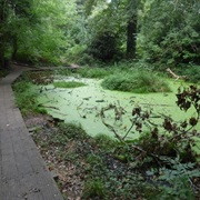 Moseley Bog