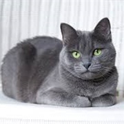 Russian Blue Cat