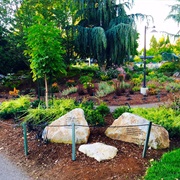 Anne Frank Tree, Seattle