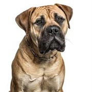 American Mastiff