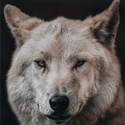 Dire Wolf Becomes De-Extinct