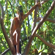 Survivor: Cook Islands: "A Closer Look" (S13,E7)