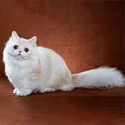 Napoleon Cat