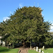 Much Marcle Ancient Yew